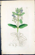Antique Print Smith Sowerby 1847 British Plants Botanyveronica Beccabunga 19th