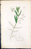 Antique Print Veronica Scutellata Smith Sowerby 1847 British Plants Botany 19th