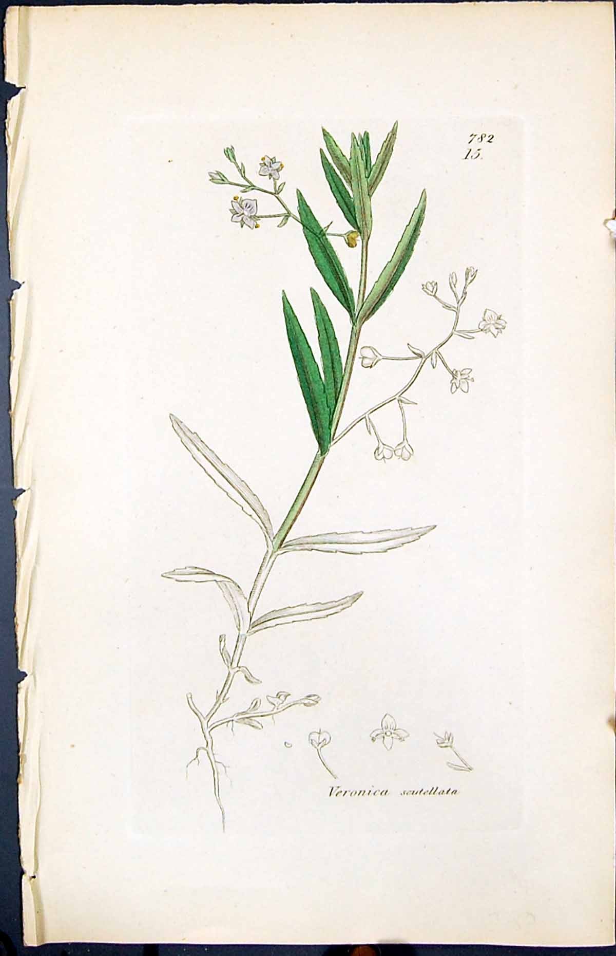 Antique Print Veronica Scutellata Smith Sowerby 1847 British Plants Botany 19th