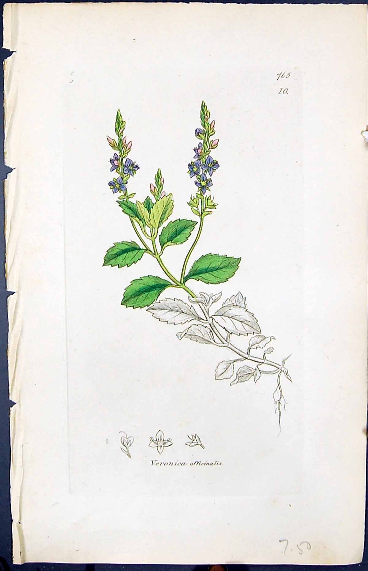 Old Print Smith Sowerby 1847 British Plants Botany Veronica Afficinalis 19th