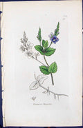 Antique Print Veronica Chamoedrys Smith Sowerby 1847 British Plants Botany 19th