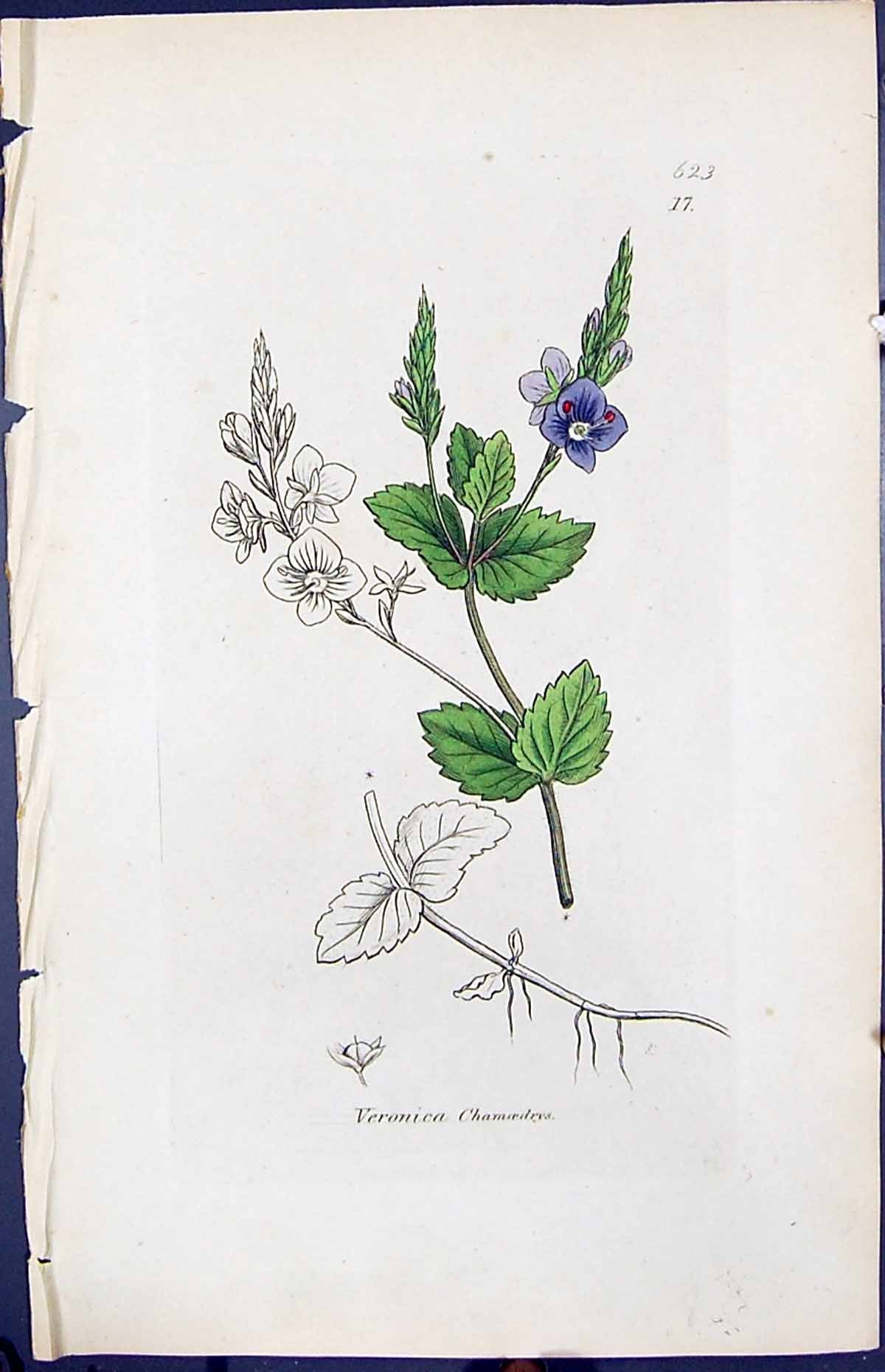 Antique Print Veronica Chamoedrys Smith Sowerby 1847 British Plants Botany 19th