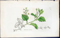 Antique Old Print Veronica Montana Smith Sowerby 1847 British Plants Botany