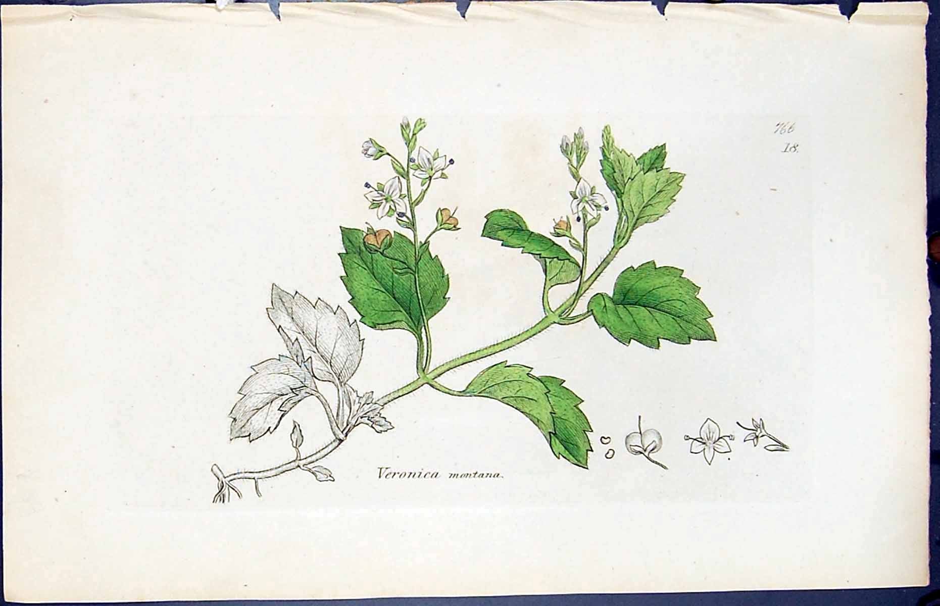 Antique Old Print Veronica Montana Smith Sowerby 1847 British Plants Botany