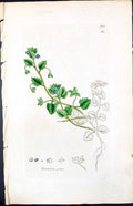 Antique Old Print Veronica Polita Smith Sowerby 1847 British Plants Botany 19th