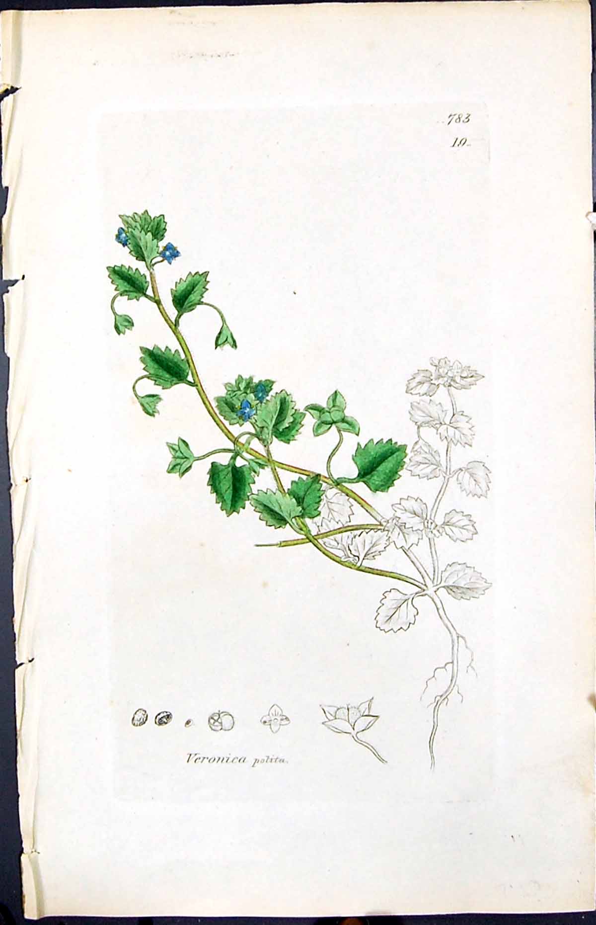 Antique Old Print Veronica Polita Smith Sowerby 1847 British Plants Botany 19th