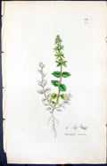 Antique Old Print Veronica Arrensis Smith Sowerby 1847 British Plants Botany