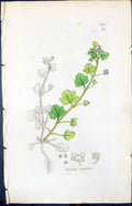 Antique Print Veronica Hederifolia Smith Sowerby 1847 British Plants Botany