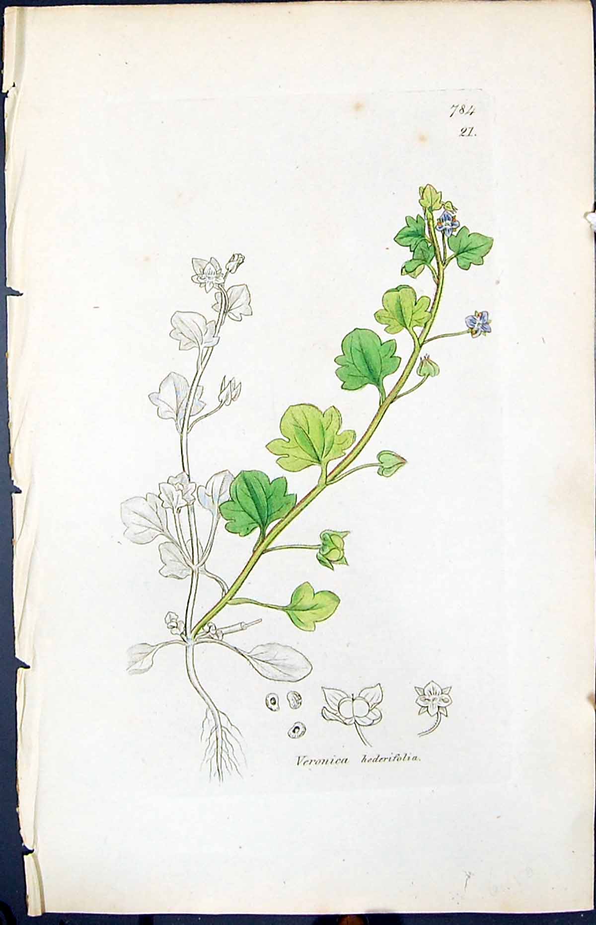 Antique Print Veronica Hederifolia Smith Sowerby 1847 British Plants Botany