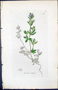 Antique Print Veronica Triphyllos Smith Sowerby 1847 British Plants Botany 19th