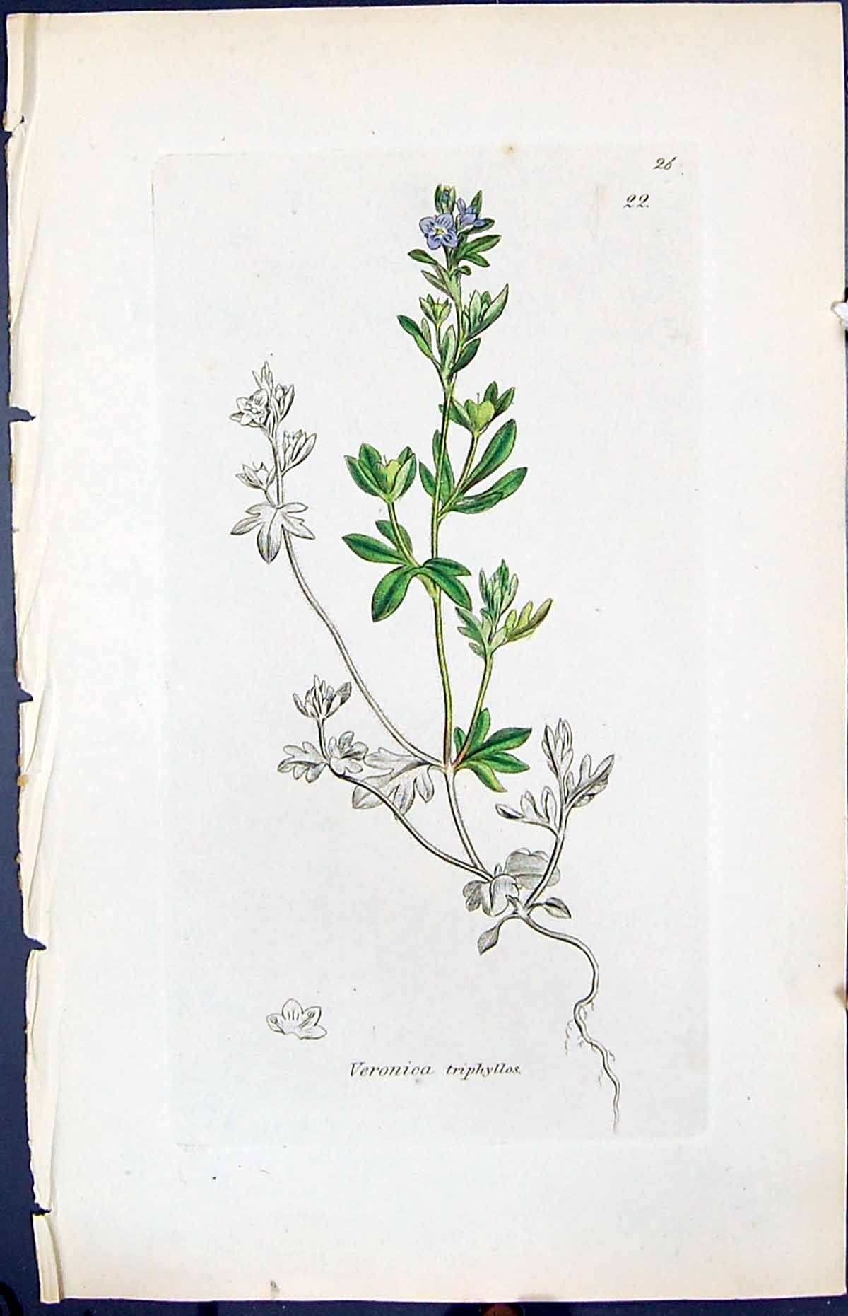 Antique Print Veronica Triphyllos Smith Sowerby 1847 British Plants Botany 19th