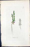 Old Print Veronica Verna Smith Sowerby 1847 British Plants Botany Colour 19th