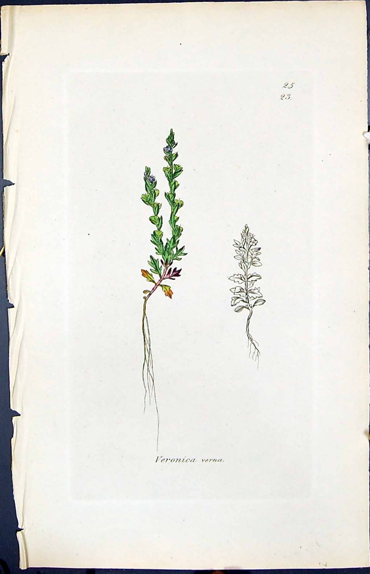 Old Print Veronica Verna Smith Sowerby 1847 British Plants Botany Colour 19th