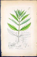 Antique Old Print Lycopus Europoeus Smith Sowerby 1847 British Plants Botany