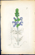 Antique Old Print Salvia Pratensis Smith Sowerby 1847 British Plants Botany