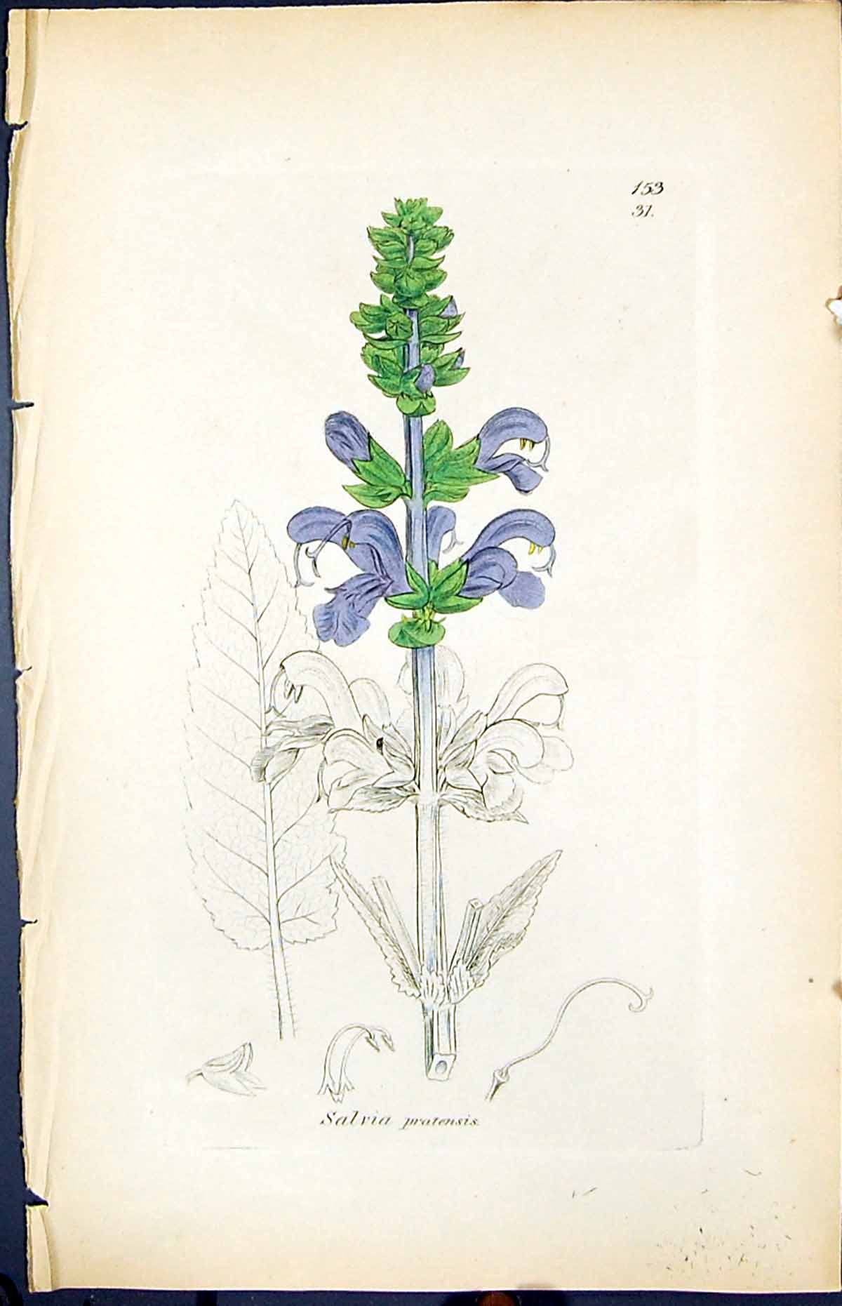 Antique Old Print Salvia Pratensis Smith Sowerby 1847 British Plants Botany