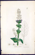 Antique Old Print Salvia Verbenaea Smith Sowerby 1847 British Plants Botany