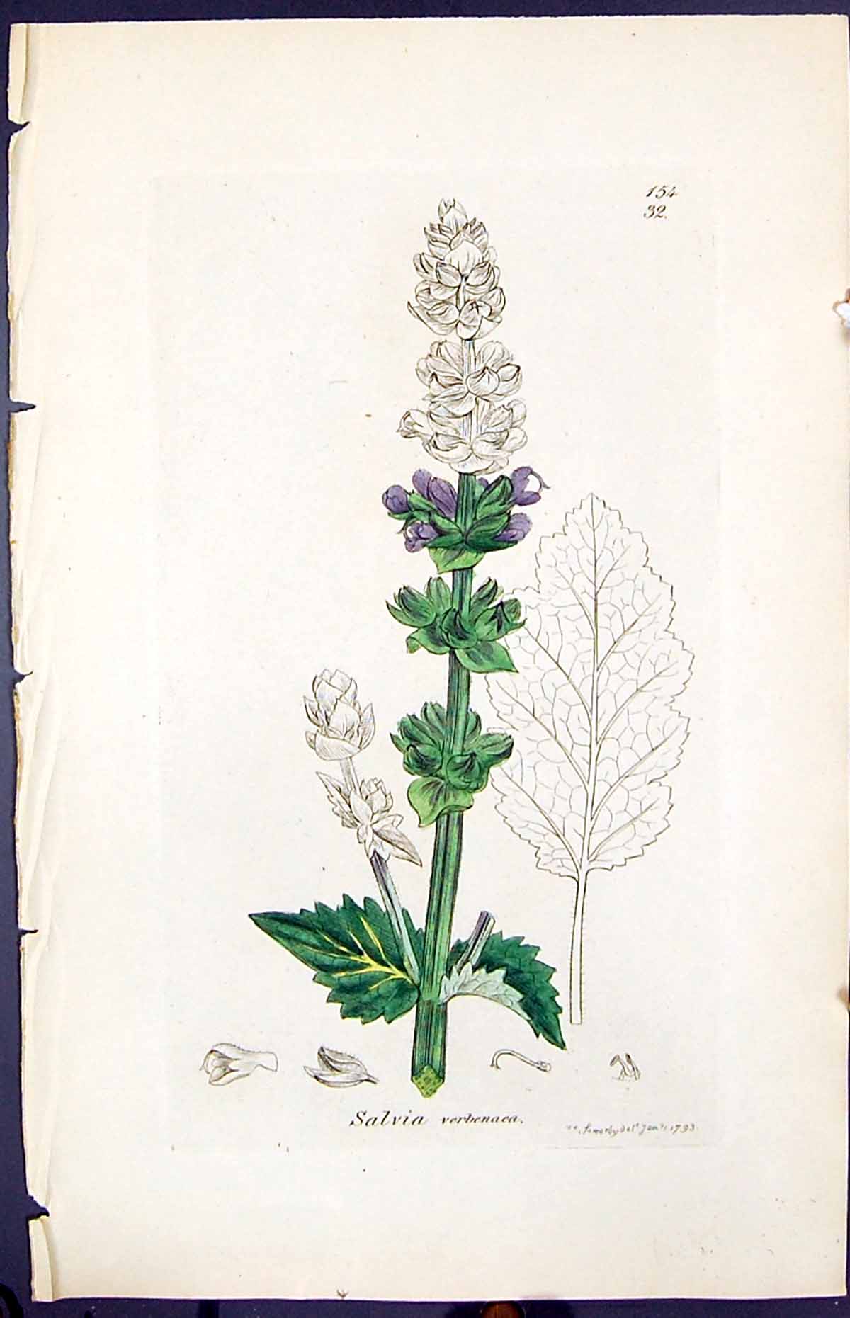 Antique Old Print Salvia Verbenaea Smith Sowerby 1847 British Plants Botany