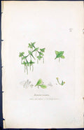 Old Print Lemna Trisulea Smith Sowerby 1847 British Plants Botany Colour 19th