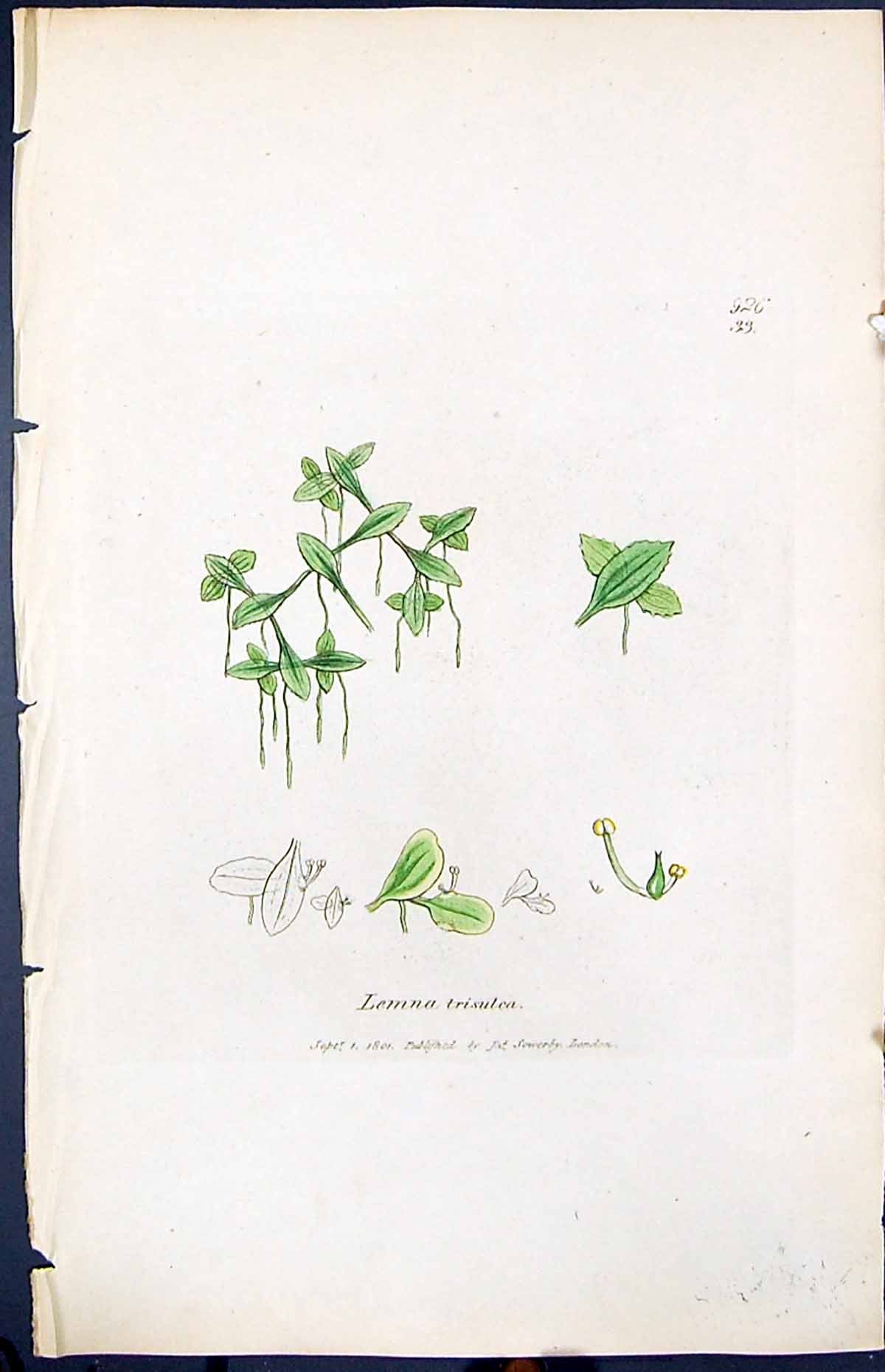 Old Print Lemna Trisulea Smith Sowerby 1847 British Plants Botany Colour 19th