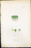 Antique Old Print Lemna Minor Smith Sowerby 1847 British Plants Botany Colour