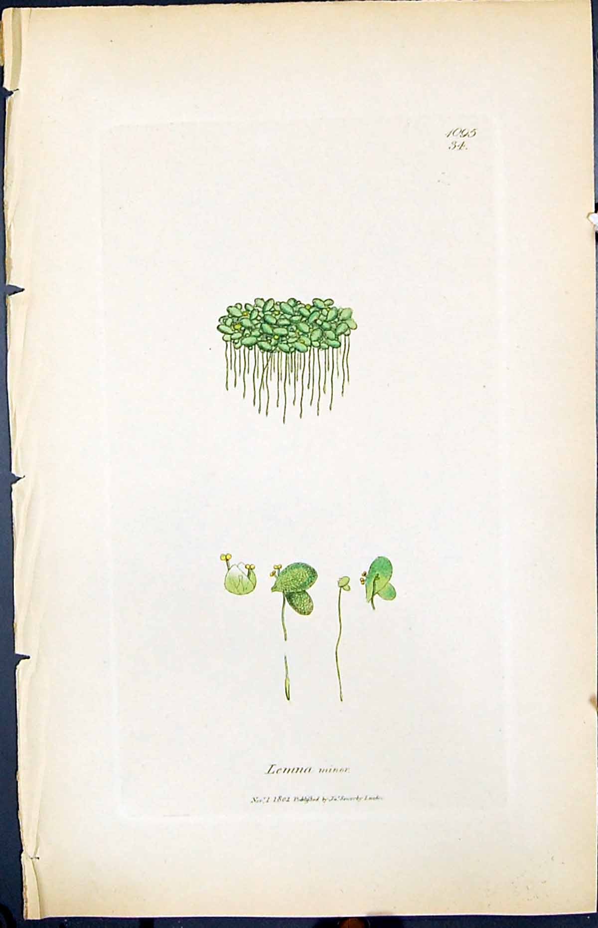 Antique Old Print Lemna Minor Smith Sowerby 1847 British Plants Botany Colour