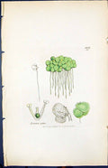 Antique Old Print Lemna Gibbasmith Sowerby 1847 British Plants Botany Colour