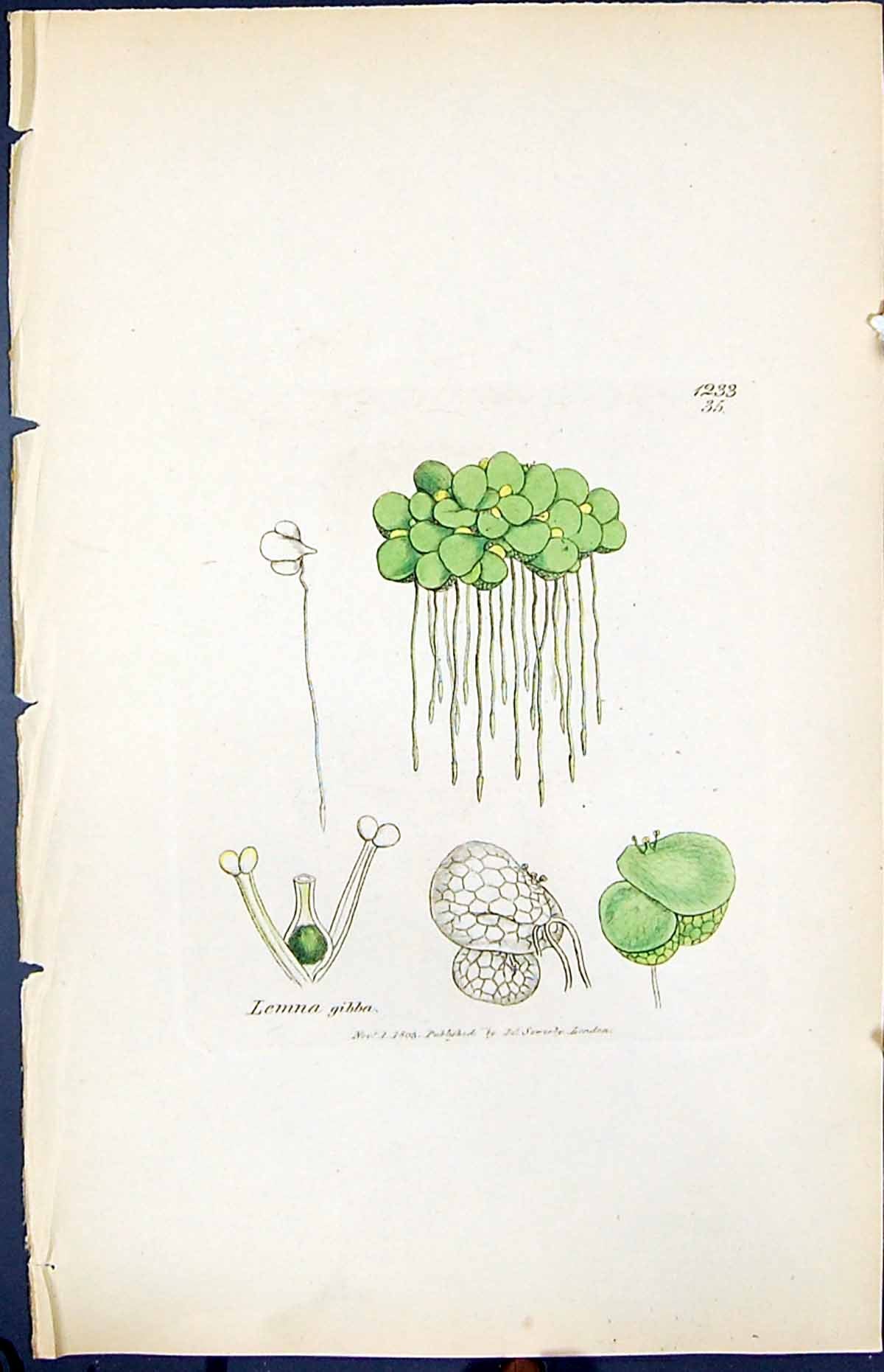 Antique Old Print Lemna Gibbasmith Sowerby 1847 British Plants Botany Colour