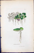 Antique Old Print Lemna Polyrrhiza Smith Sowerby 1847 British Plants Botany