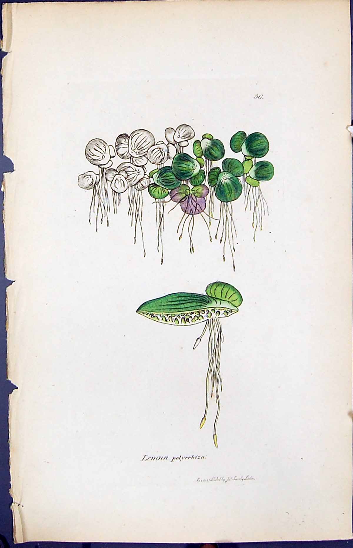 Antique Old Print Lemna Polyrrhiza Smith Sowerby 1847 British Plants Botany