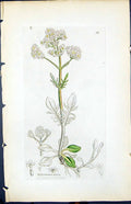 Antique Old Print Valerianna Dioica Smith Sowerby 1847 British Plants Botany