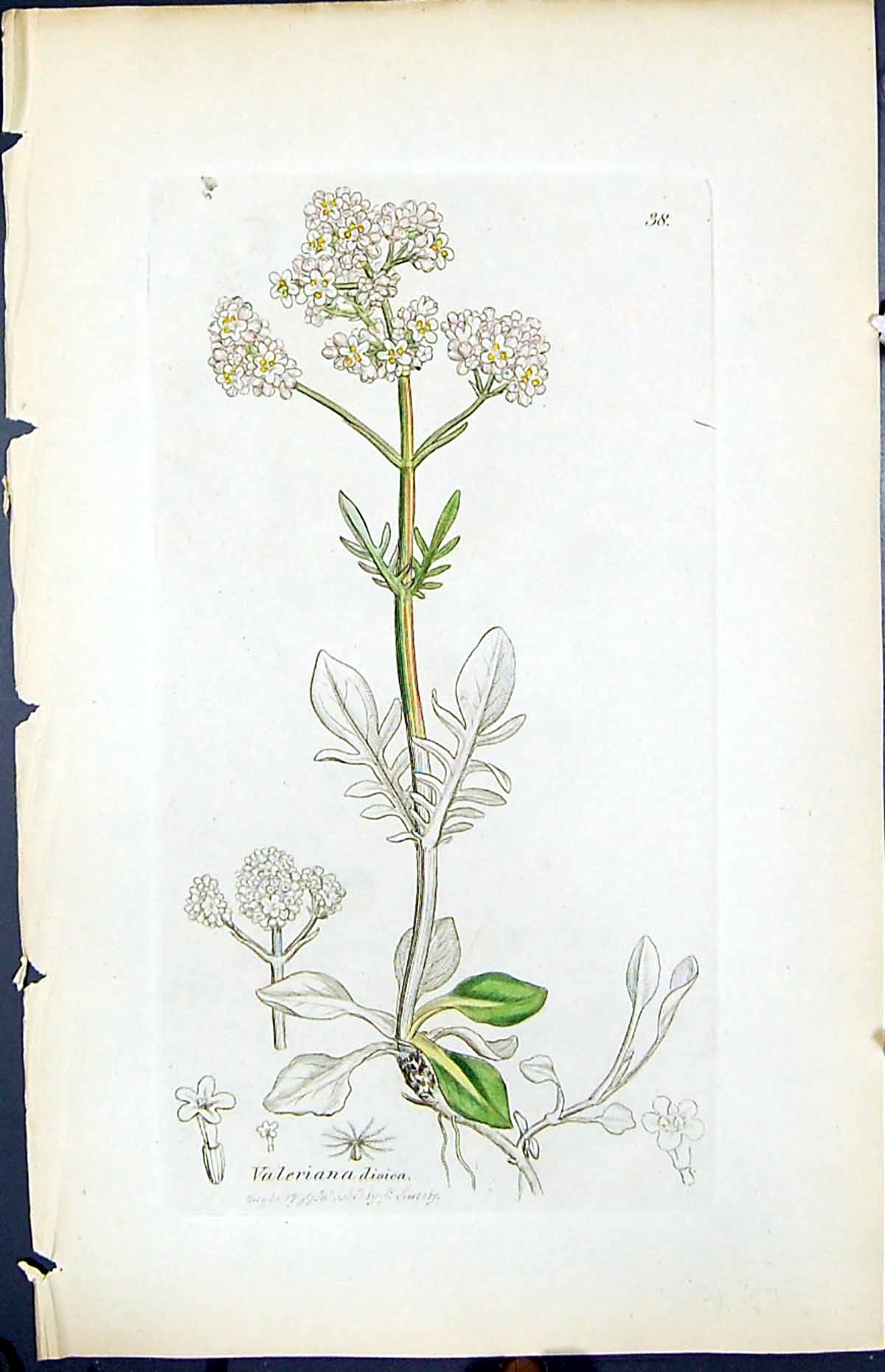 Antique Old Print Valerianna Dioica Smith Sowerby 1847 British Plants Botany