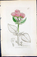 Antique Print Valeriana Pyrenaica Smith Sowerby 1847 British Plants Botany 19th