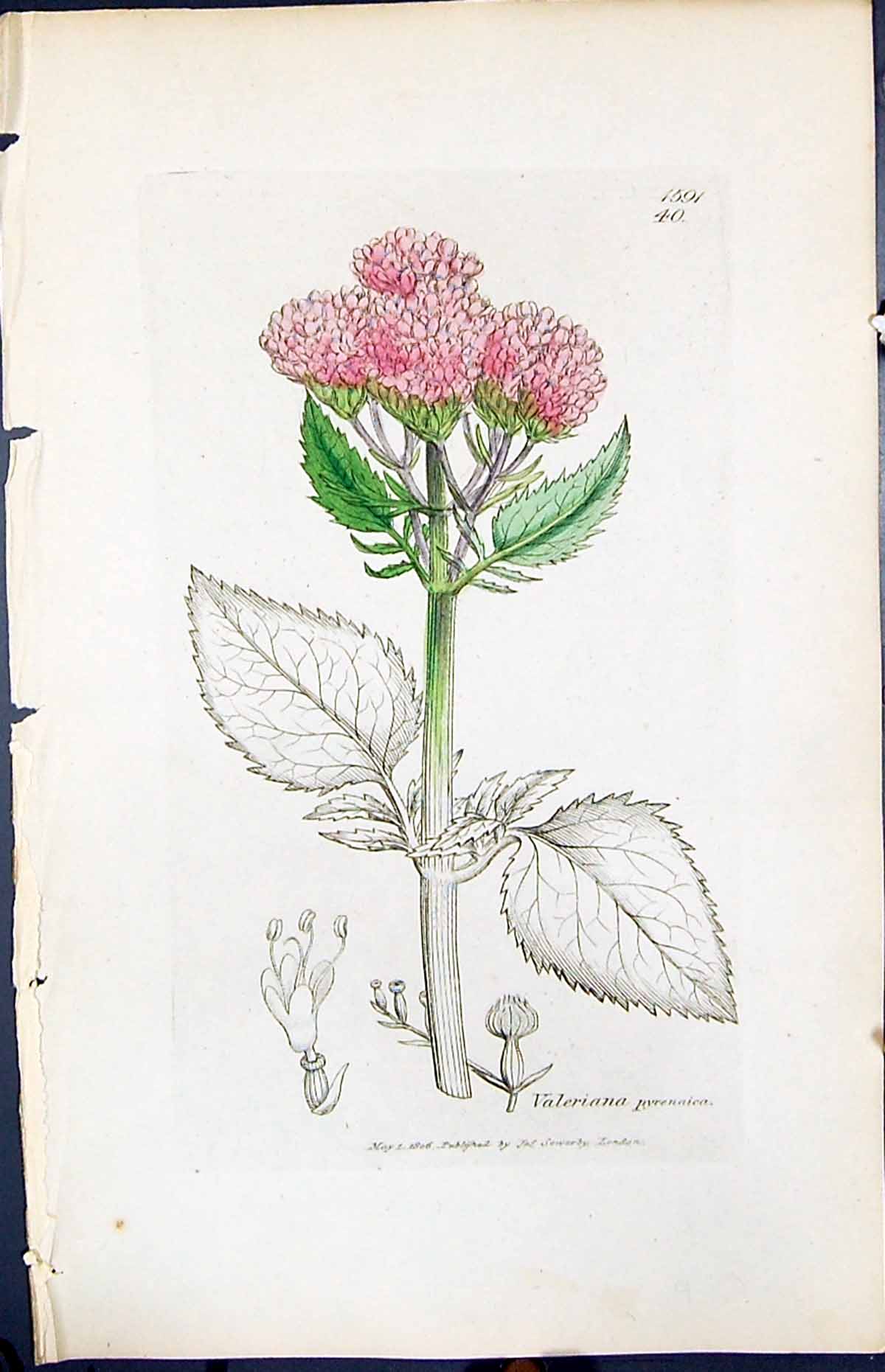 Antique Print Valeriana Pyrenaica Smith Sowerby 1847 British Plants Botany 19th