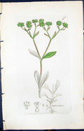 Old Print Fedia Olitaria Colour Smith Sowerby 1847 British Plants Botany 19th