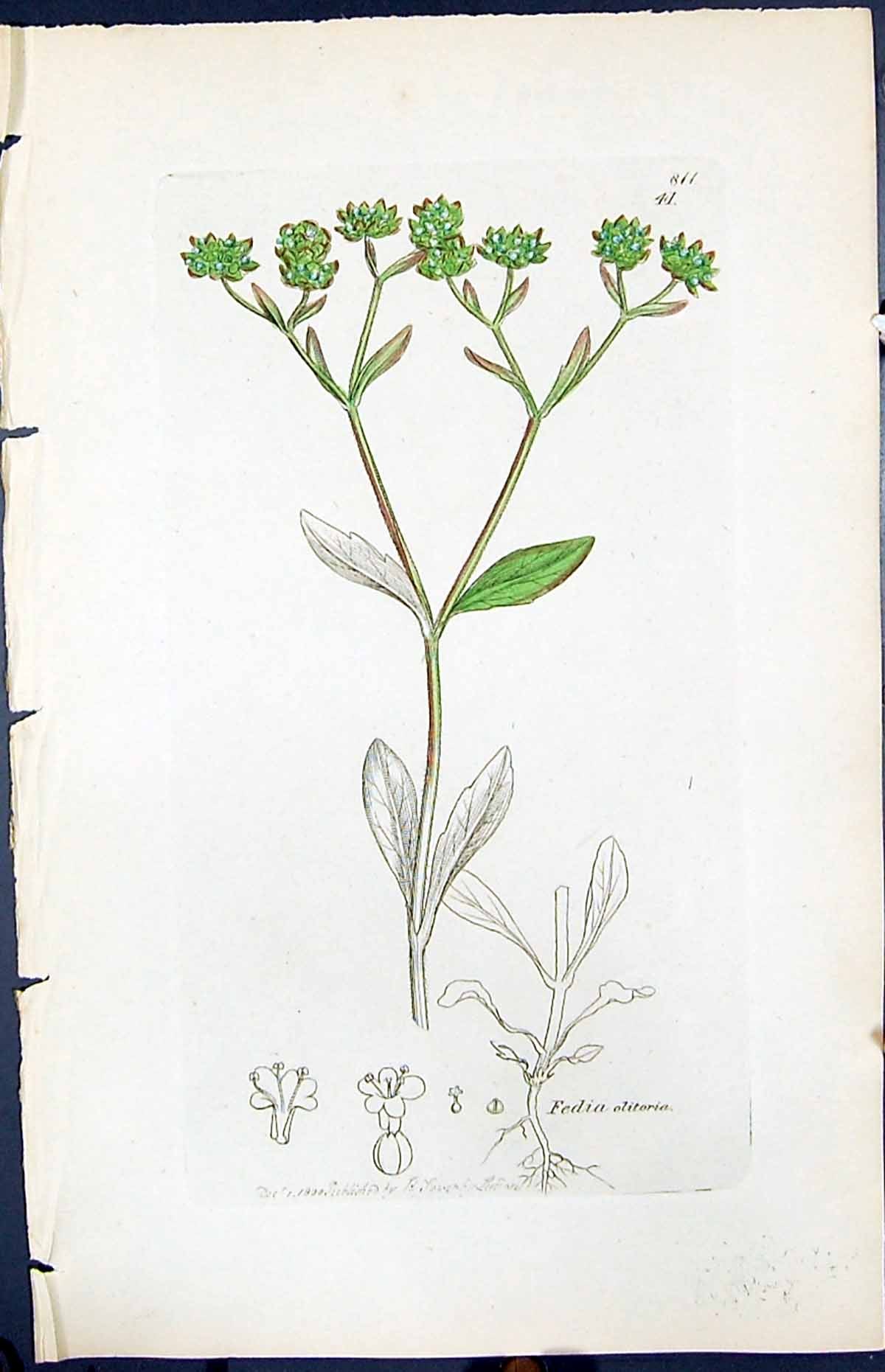 Old Print Fedia Olitaria Colour Smith Sowerby 1847 British Plants Botany 19th