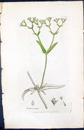 Antique Print Fedia Dentata Smith Sowerby 1847 British Plants Botany Colour