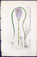 Antique Old Print Crocus Mudiflorus Smith Sowerby 1847 British Plants Botany