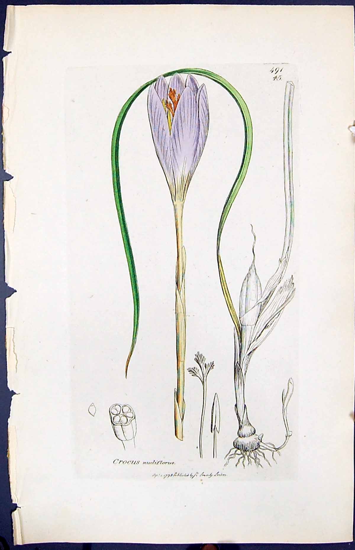 Antique Old Print Crocus Mudiflorus Smith Sowerby 1847 British Plants Botany