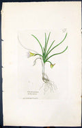 Old Print Trichonema Bulbocodium Smith Sowerby 1847 British Plants Botany 19th