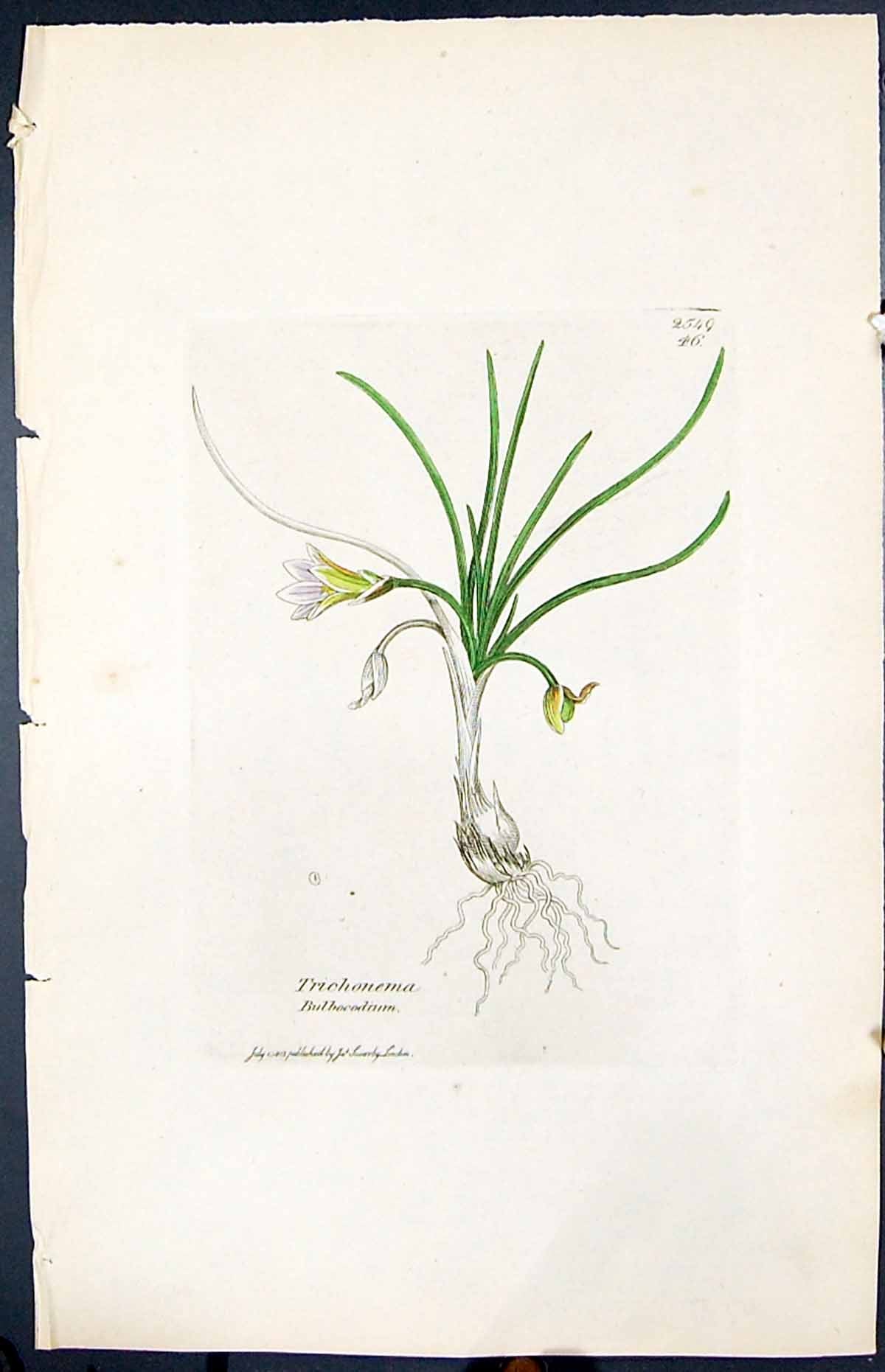 Old Print Trichonema Bulbocodium Smith Sowerby 1847 British Plants Botany 19th
