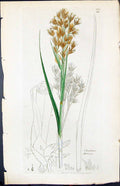 Antique Old Print Cladium Mariseus Smith Sowerby 1847 British Plants Botany