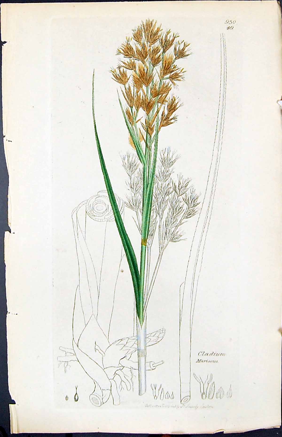 Antique Old Print Cladium Mariseus Smith Sowerby 1847 British Plants Botany