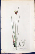 Antique Old Print Schoenus Nigrieans Smith Sowerby 1847 British Plants Botany