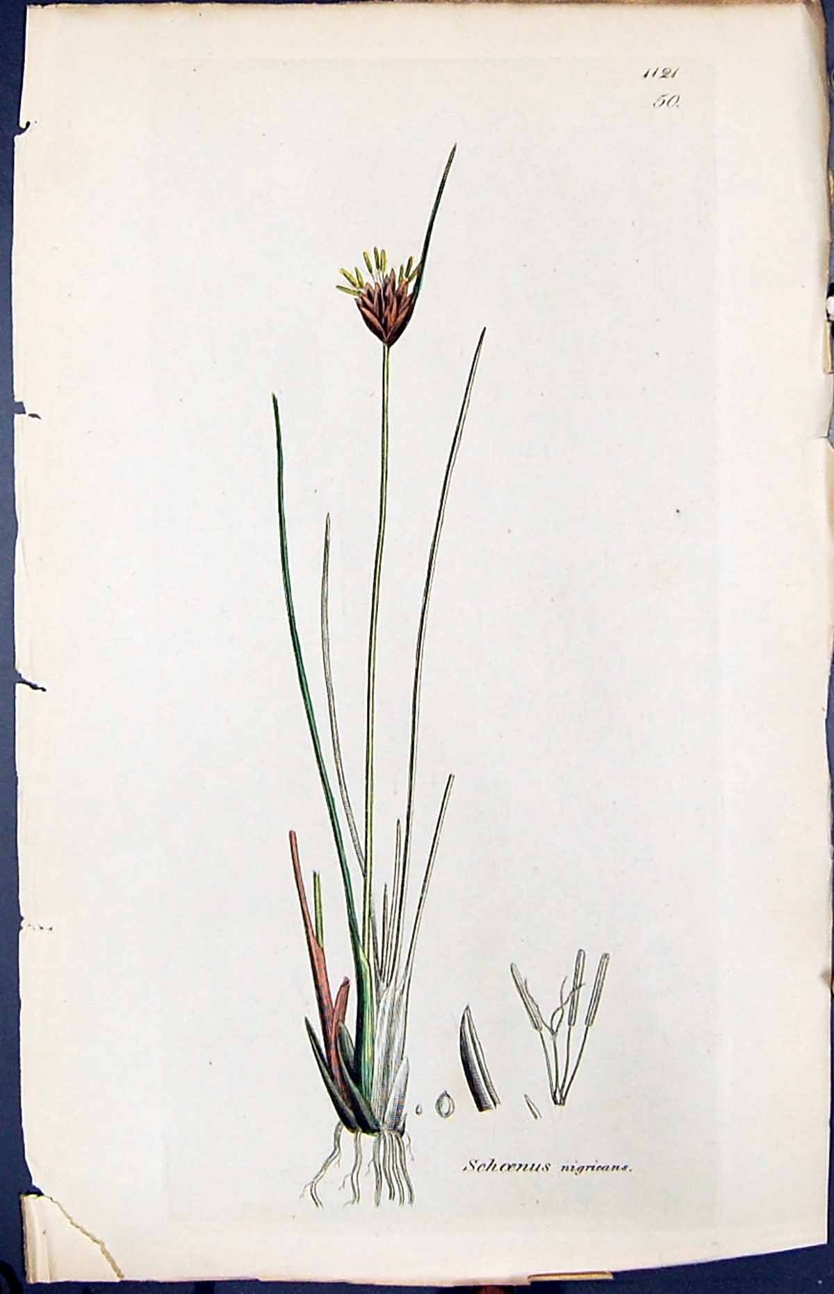 Antique Old Print Schoenus Nigrieans Smith Sowerby 1847 British Plants Botany