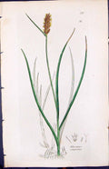 Antique Old Print Blysmus Comprefsus Smith Sowerby 1847 British Plants Botany