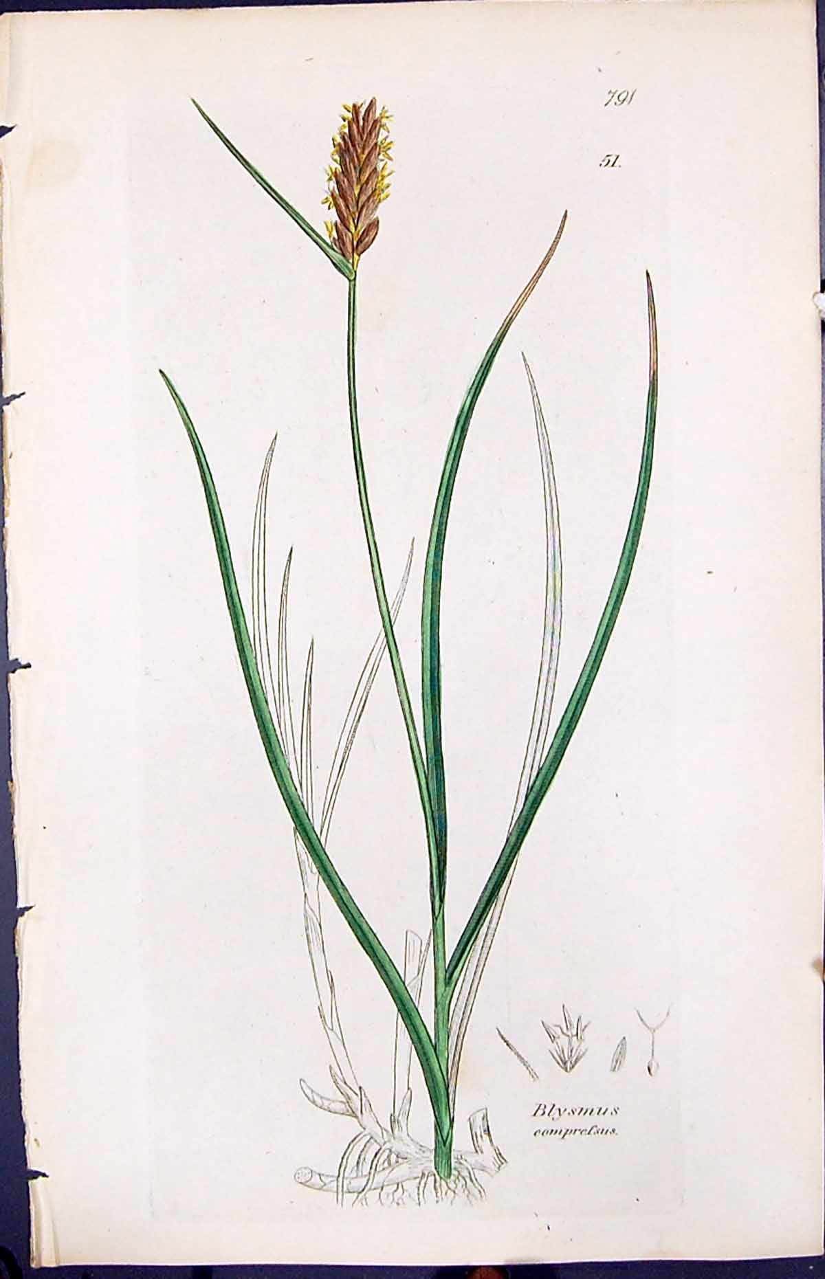 Antique Old Print Blysmus Comprefsus Smith Sowerby 1847 British Plants Botany