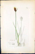 Antique Print Blysmus Rufus Smith Sowerby 1847 British Plants Botany Colour