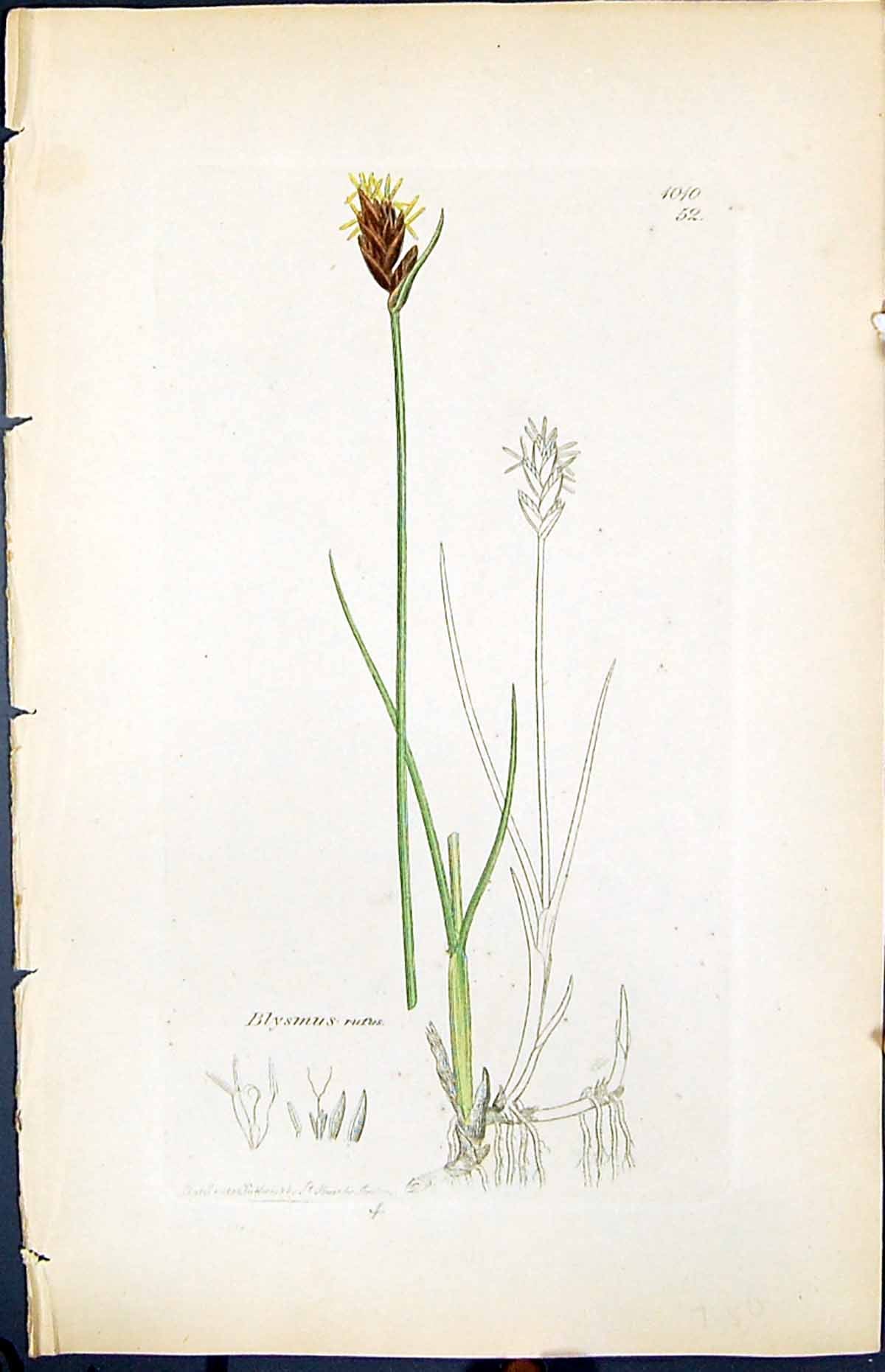 Antique Print Blysmus Rufus Smith Sowerby 1847 British Plants Botany Colour
