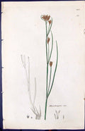 Antique Old Print Rhynchospora Alba Smith Sowerby 1847 British Plants Botany